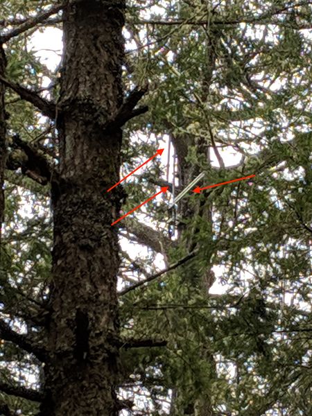 File:HillRepeaterTree 02.jpg
