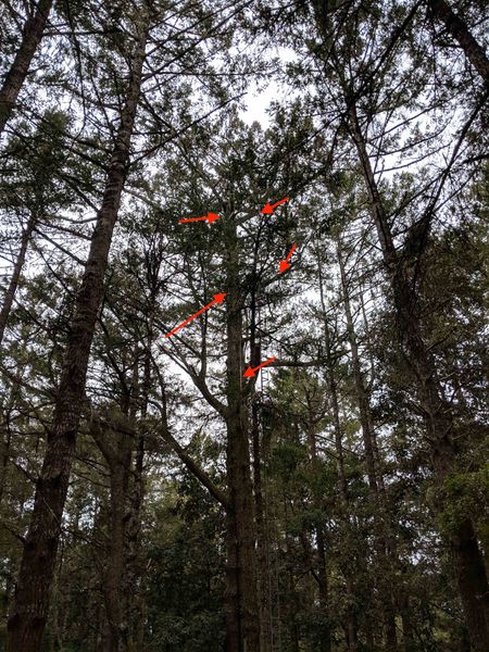 File:HillRepeaterTree 01.jpg